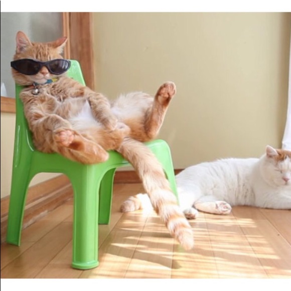 Meet your Posher, Ga - Picture 1 of 1